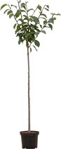 2 stuks! Japanse sierkers Prunus serrulata Kanzan 160 cm