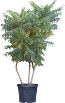 2 stuks! Fluweelboom meerstammig Rhus Typhina 187,5 cm