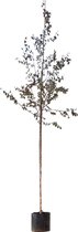 Roodbladige berk Betula Pendula Royal Frost 250 cm