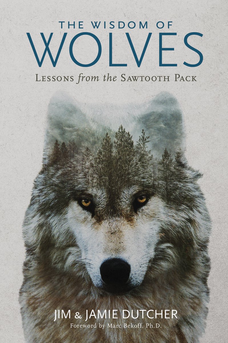 The Wisdom of Wolves Lessons From the Sawtooth Pack - Jim Dutcher