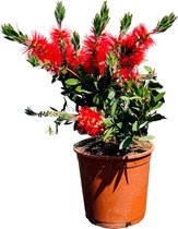 Tropictrees - Lampenpoetser - Callistemon - Struik - Hoogte ca. 60 cm - Rode bloemen