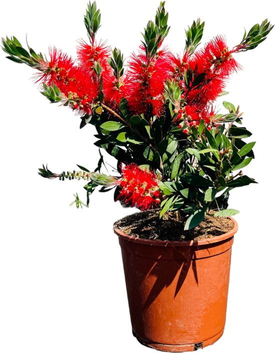 Besmetten spreker voldoende Tropictrees - Lampenpoetser - Callistemon - Struik - Hoogte ca. 60 cm - Rode  bloemen | bol.com