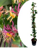Plant in a Box - Lonicera x Heckrotti American Beauty - Kamperfoelie - Klimplant - Winterhard - Pot 17cm - Hoogte 110-120cm