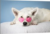 Dibond - Liggende Witte Hond met Roze Brilletje op - 120x80 cm Foto op Aluminium (Met Ophangsysteem)