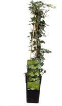 Hello Plants Hedera Helix Kleinbladige \Klimop - Klimplant - Ø 15 cm - Hoogte: 65 cm