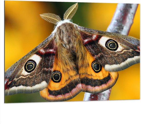 Dibond - Nachtpauwoog Vlinder met Gespreide Vleugels op Smalle Tak - 100x75 cm Foto op Aluminium (Wanddecoratie van metaal)