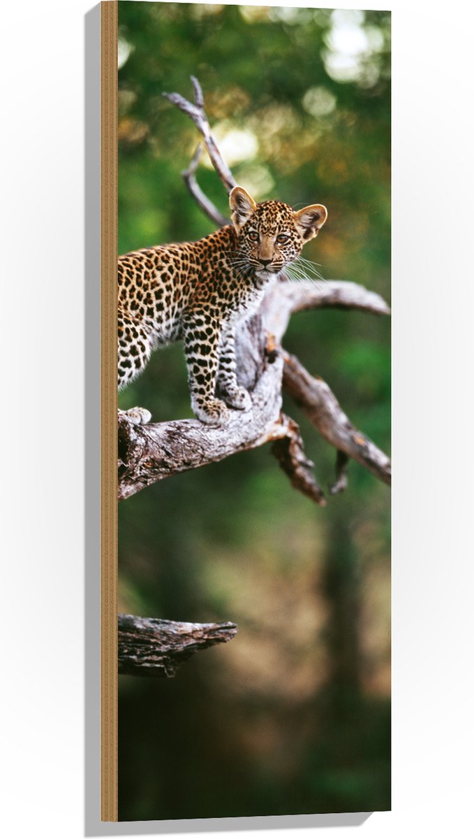 Hout - Baby Luipaard lopend over Smalle Tak in het BoS - 30x90 cm - 9 mm dik - Foto op Hout (Met Ophangsysteem)