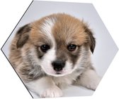 Dibond Hexagon - Aandoenlijke Bruin met Witte Puppy - 70x60.9 cm Foto op Hexagon (Met Ophangsysteem)