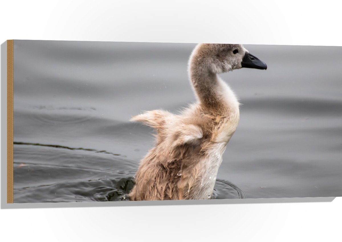 Hout - Baby Zwaan Dobberend op het Water - 100x50 cm - 9 mm dik - Foto op Hout (Met Ophangsysteem)