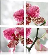 Schilderij - Orchidee in 4 delen , wit roze , 4 luik