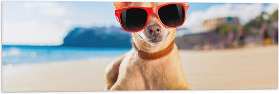 Vlag - Coole Chihuahua Hond liggend op het Strand aan de Zee met Zonnebril - 90x30 cm Foto op Polyester Vlag