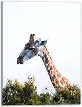 Dibond - Kop van Giraffe Boven Boomtoppen - 30x40 cm Foto op Aluminium (Met Ophangsysteem)