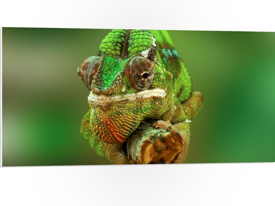 PVC Schuimplaat- Groene Kameleon Gekruld om Smalle Houten Tak - 100x50 cm Foto op PVC Schuimplaat