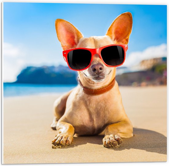 PVC Schuimplaat- Coole Chihuahua Hond liggend op het Strand aan de Zee met Zonnebril - 50x50 cm Foto op PVC Schuimplaat