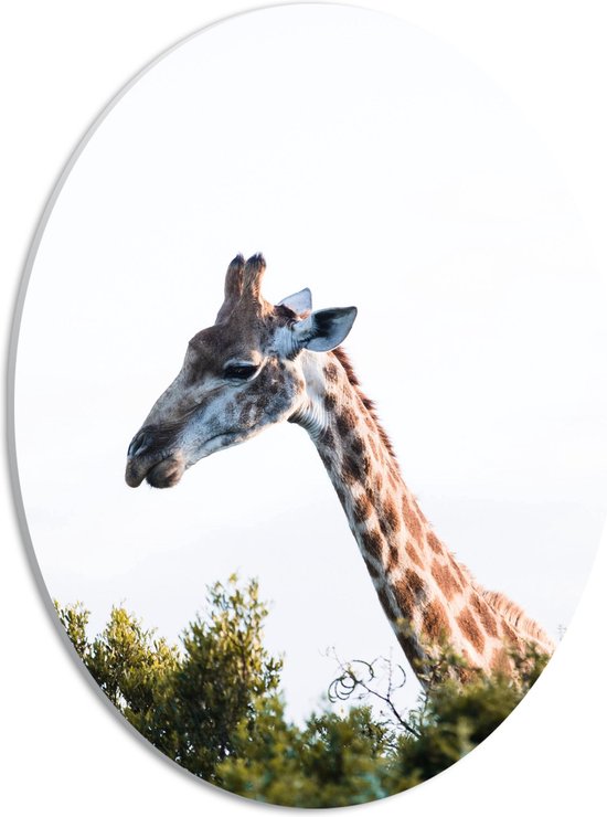 PVC Schuimplaat Ovaal - Kop van Giraffe Boven Boomtoppen - 30x40 cm Foto op Ovaal (Met Ophangsysteem)