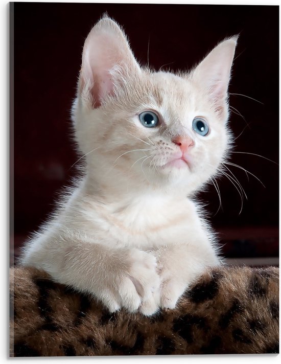 Acrylglas - Omhoogkijkende Witte Kitten op Panter Kleed - 30x40 cm Foto op Acrylglas (Met Ophangsysteem)