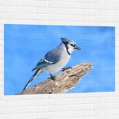 Muursticker - Blauwe Gaai Vogel zittend op Tak - 120x80 cm Foto op Muursticker