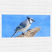 Muursticker - Blauwe Gaai Vogel zittend op Tak - 100x50 cm Foto op Muursticker