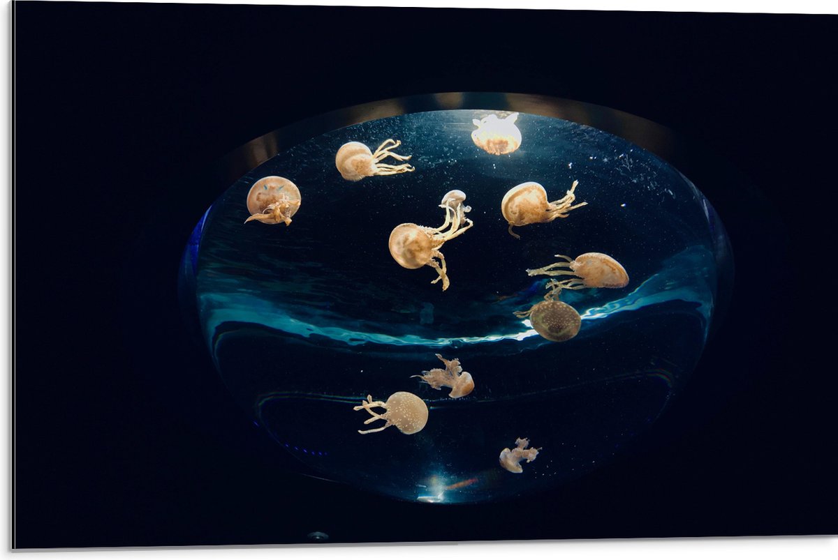 Dibond - Groepje Oranjekleurige Kwallen in Bolvormig Aquarium - 75x50 cm Foto op Aluminium (Wanddecoratie van metaal)