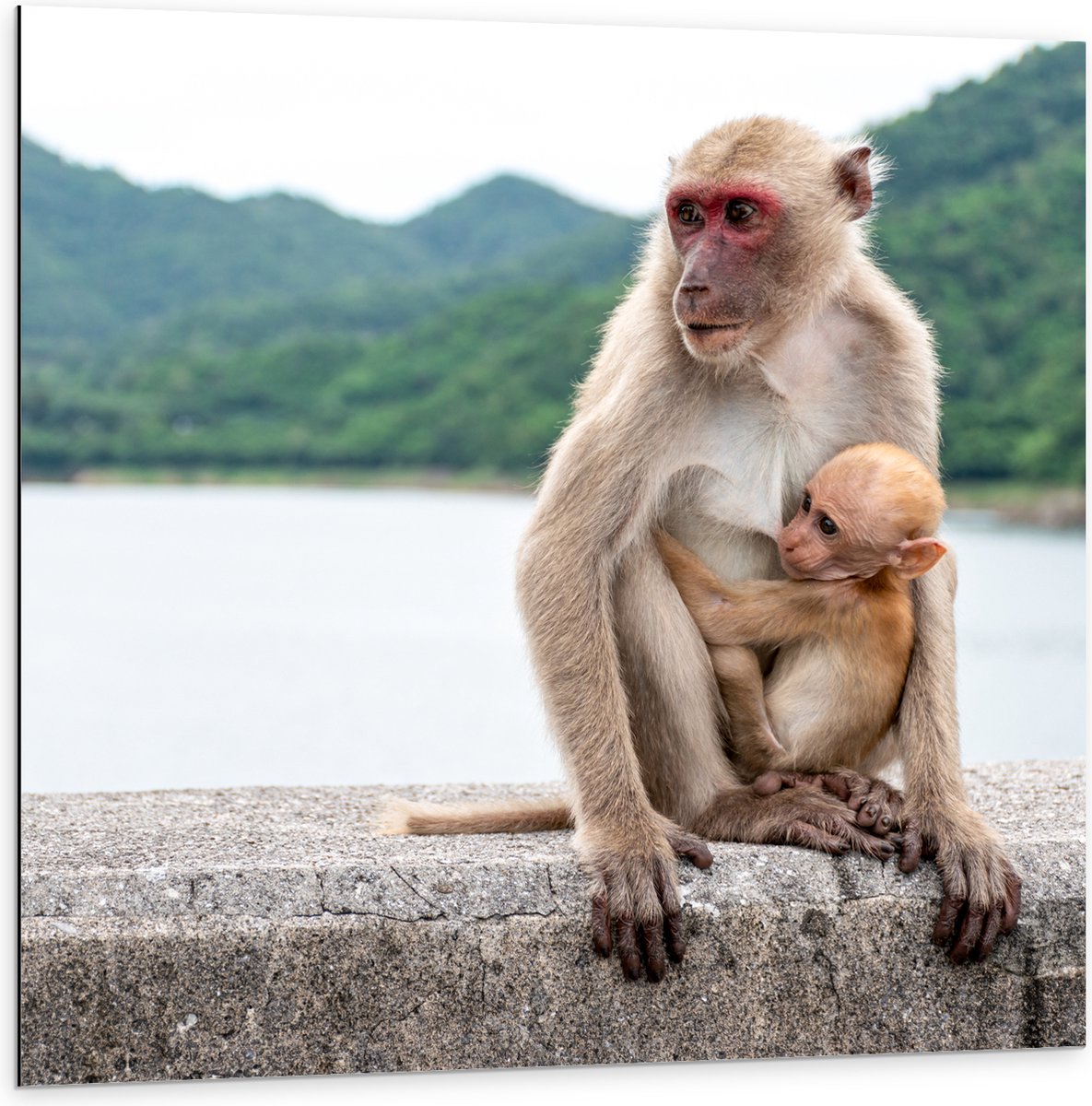 Dibond - Baby Aap Hangend bij Moederaap op Stenen Rand - 100x100 cm Foto op Aluminium (Met Ophangsysteem)