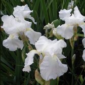 6x Iris Barbu - Iris Germanica ' White Knight' - Pot 9x9cm