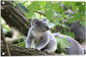 Tuinposter – Groep Koala's Kruipend over Boomstammen - 75x50 cm Foto op Tuinposter (wanddecoratie voor buiten en binnen)