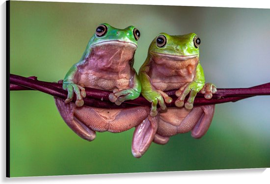 Canvas - Duo Australische Boomkikkers hangend aan Smalle Tak in Groene Omgeving - 150x100 cm Foto op Canvas Schilderij (Wanddecoratie op Canvas)