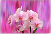 Schilderij Roze orchidee, 4 maten, Premium print