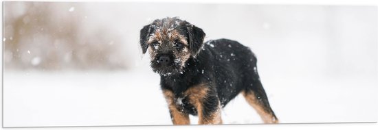 Acrylglas - Bruin met Zwarte Borderterriër Hond in Hevige Sneeuwstorm - 120x40 cm Foto op Acrylglas (Wanddecoratie op Acrylaat)
