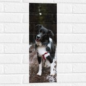 Muursticker - Bordercollie Hond op Bospad tijdens de Sneeuw - 20x60 cm Foto op Muursticker