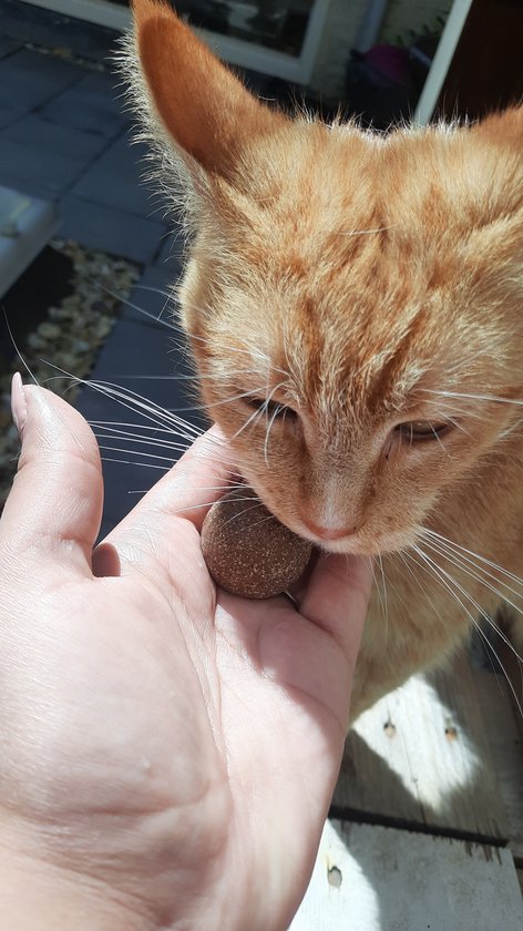 PYEUIFT 6 stuks knisperbal voor katten, kleurrijke kattenspeelgoedballen, kattencrinkle bal met geluid, kittens, interactief balspeelgoed (5,5 cm