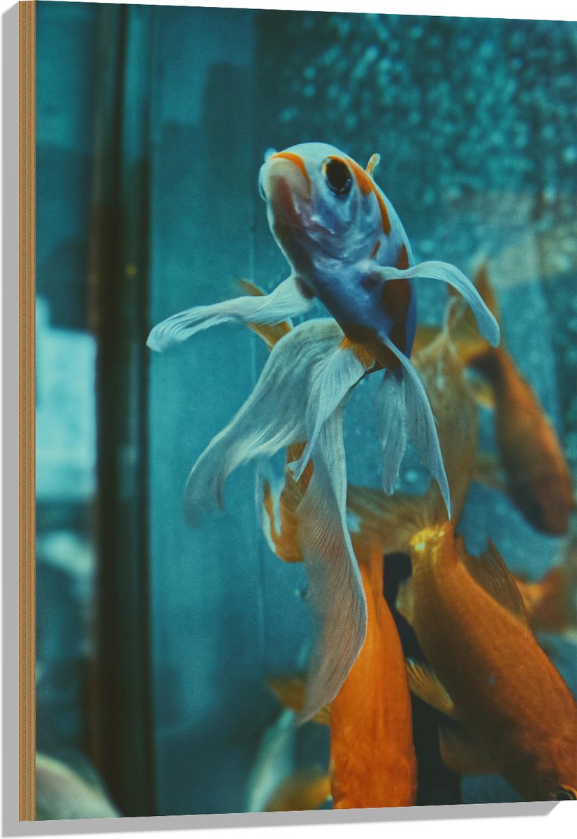 Hout - Blauw met Oranje Vis met Dansende Vinnen in het Aquarium - 60x90 cm - 9 mm dik - Foto op Hout (Met Ophangsysteem)