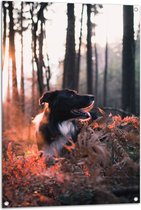 Tuinposter – Zonnestralen op Bordercollie Hond tijdens Boswandeling - 70x105 cm Foto op Tuinposter (wanddecoratie voor buiten en binnen)