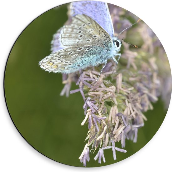 Foto: Dibond muurcirkel vlinder met blauwkleurige vleugels op paarse bloemen 30x30 cm foto op aluminium muurcirkel met ophangsysteem 