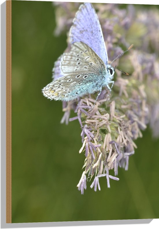 Hout - Vlinder met Blauwkleurige Vleugels op Paarse Bloemen - 50x75 cm - 9 mm dik - Foto op Hout (Met Ophangsysteem)