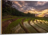 Hout - Rijstvelden Vol Regenwater in Indonesië - 100x75 cm - 9 mm dik - Foto op Hout (Met Ophangsysteem)