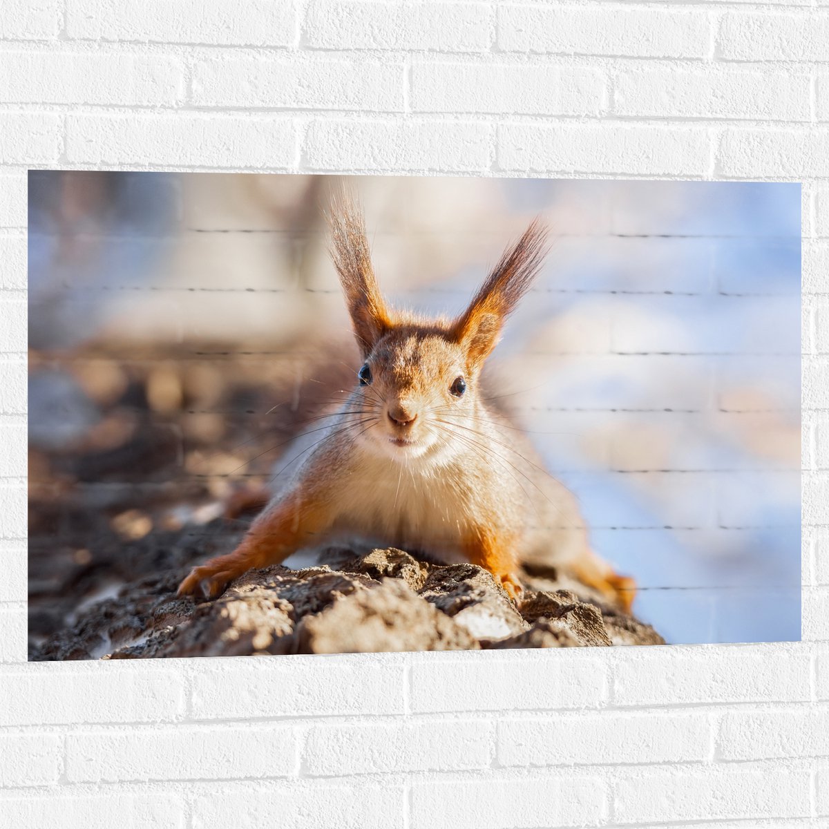 Muursticker - Rode Eekhoorn met Hoogstaande Oren Zittend op Boomstam - 90x60 cm Foto op Mu