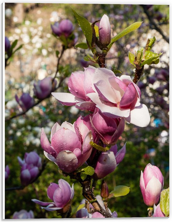PVC Schuimplaat- Roze Magnolia Bloemen aan Struik in het Veld - 30x40 cm Foto op PVC Schuimplaat