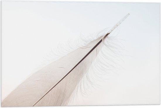 Vlag - Witte Veer van Vogel tegen Witte Achtergrond - 60x40 cm Foto op Polyester Vlag