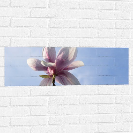Muursticker - Roze met Witte Magnolia Bloem Bloeiend onder Blauwe Lucht - 90x30 cm Foto op Muursticker