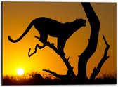 Dibond - Silhouet van Luipaard op Tak tijdens Feloranje Zonsondergang - 40x30 cm Foto op Aluminium (Met Ophangsysteem)