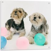 Tuinposter – Twee Kleine Honden Spelend met Ballonnen - 80x80 cm Foto op Tuinposter (wanddecoratie voor buiten en binnen)