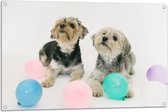 Tuinposter – Twee Kleine Honden Spelend met Ballonnen - 105x70 cm Foto op Tuinposter (wanddecoratie voor buiten en binnen)