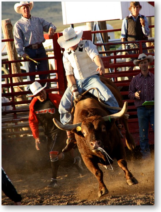 Stier in Rodeo - USA - Foto op Plexiglas 30x40
