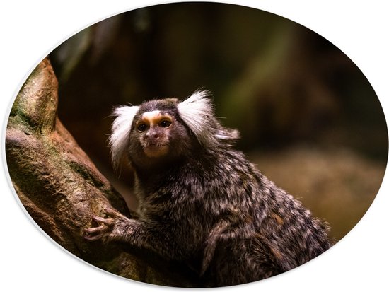 PVC Schuimplaat Ovaal - Omhoogkijkende Marmoset Aap op Rots - 40x30 cm Foto op Ovaal (Met Ophangsysteem)