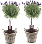 Plant in a Box - Lavandula stoechas 'Anouk' - Lavendelbomen in mand - Set van 2 - Pot 15cm - Hoogte 45-55cm - Winterhard - Tuinplanten