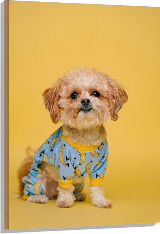 WallClassics - Hout - Zittend Hondje met Truitje Aan bij Gele Achtergrond - 70x105 cm - 9 mm dik - Foto op Hout (Met Ophangsysteem)