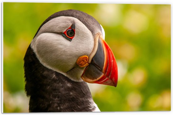 WallClassics - PVC Schuimplaat - Zwart-witte Vogel met Rode Snavel