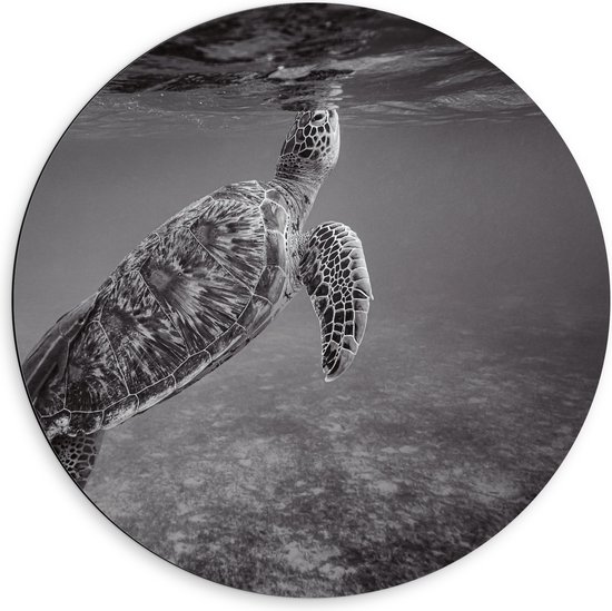 WallClassics - Dibond Muurcirkel - Zeeschildpad Zwemmend naar Wateroppervlak (Zwart- wit) - 60x60 cm Foto op Aluminium Muurcirkel (met ophangsysteem)