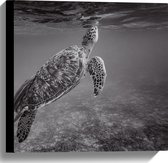 WallClassics - Canvas - Zeeschildpad Zwemmend naar Wateroppervlak (Zwart- wit) - 40x40 cm Foto op Canvas Schilderij (Wanddecoratie op Canvas)